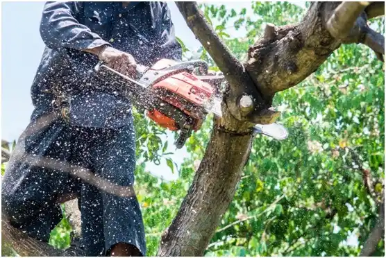 tree services Perryton